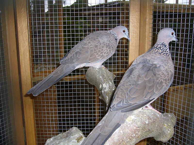 Kreisschau Coesfeld 2008 198.jpg - Perlhalstauben von Otto Wehrenbeck Preis sg 94